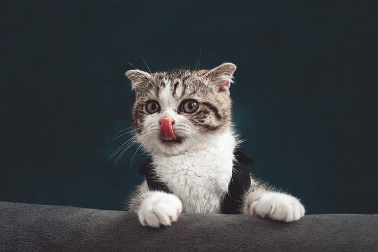 Cat behavior tips