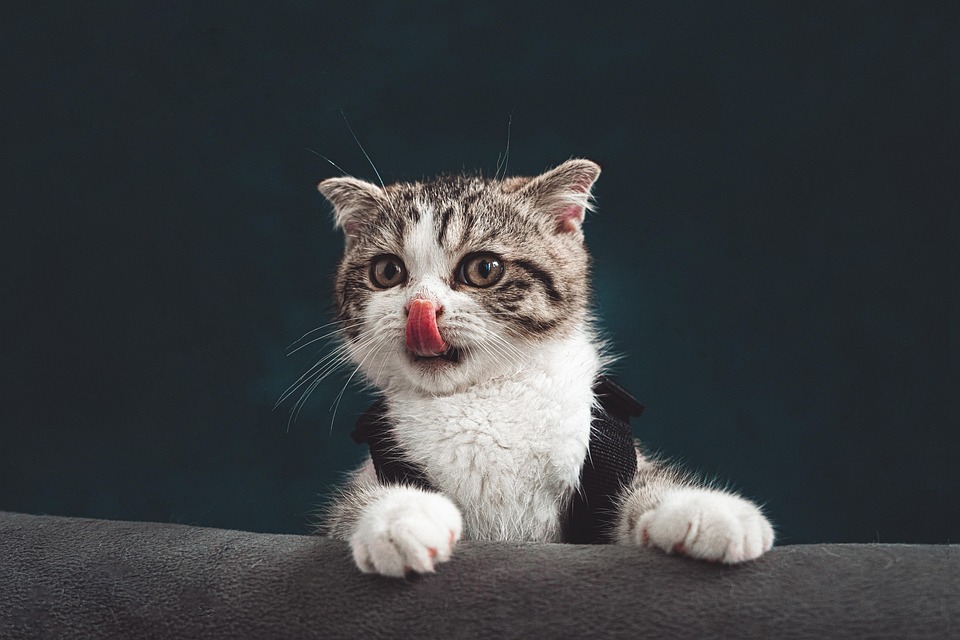 Cat behavior tips
