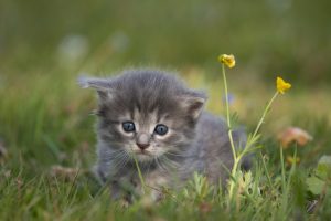 How to prevent kittens from being too hyperactive?