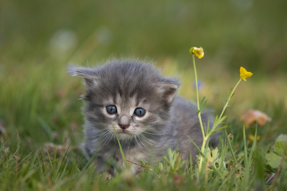 How to prevent kittens from being too hyperactive?