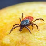 how to prevent flea and tick for cats