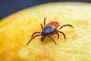 how to prevent flea and tick for cats