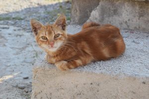 what does catnip do to cats