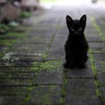 Does black cats bring luck?