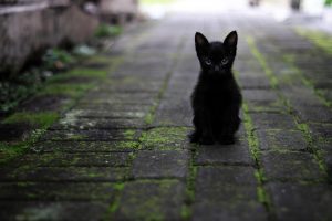 Does black cats bring luck?