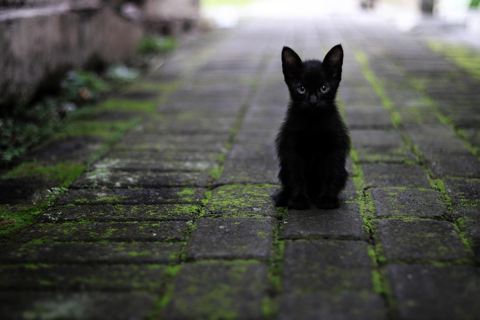 Does black cats bring luck?