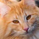 smallest cat breed