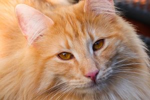 smallest cat breed