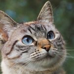 Do cats feel sad too?