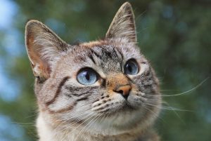 Do cats feel sad too?