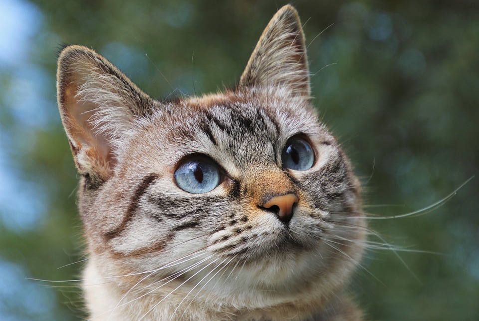 Do cats feel sad too?