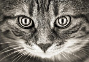 is it bad when cats lose some weight?