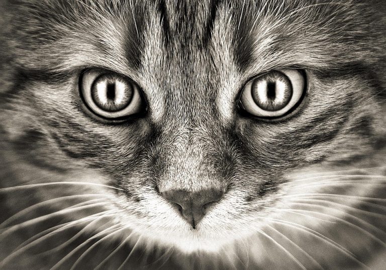 is it bad when cats lose some weight?